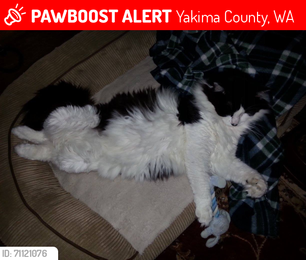 Lost Male Cat last seen 142nd and Fisk Road above Cottonwood Canyon, Yakima County, WA 98908