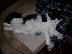 Lost Male Cat last seen 142nd and Fisk Road above Cottonwood Canyon, Yakima County, WA 98908