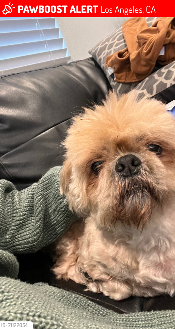 Los Angeles, CA Lost Female Dog, Nena Is Missing | PawBoost