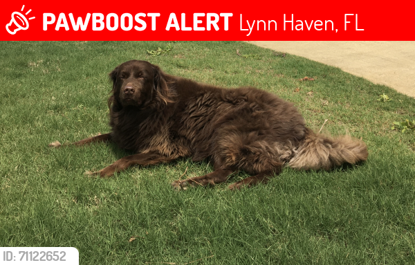 Lost Male Dog last seen Nature Walk Golf course/390 Lynn Haven, Lynn Haven, FL 32444