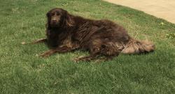 Lost Male Dog last seen Nature Walk Golf course/390 Lynn Haven, Lynn Haven, FL 32444