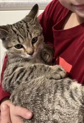 Lost Male Cat last seen Pine Valley Drive, Hamilton, OH 45013