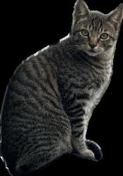 Lost Male Cat last seen E. Buttercup, Yamhill, OR 97148