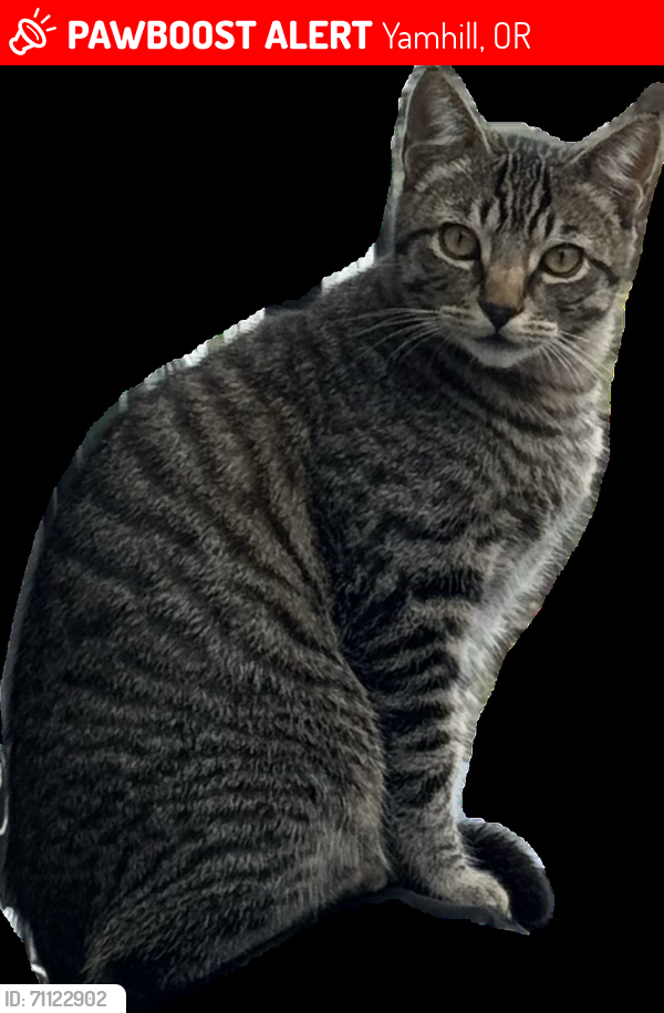 Lost Male Cat last seen E. Buttercup, Yamhill, OR 97148