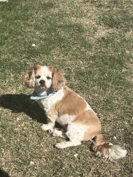 Reunited Male Dog last seen Old Alice and Kretz, westbound, Cameron County, TX 78586