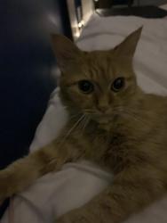 Lost Female Cat last seen Frank Ford ave, Philadelphia, PA 19136
