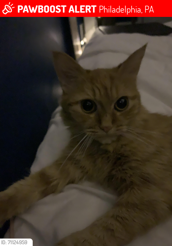 Lost Female Cat last seen Frank Ford ave, Philadelphia, PA 19136