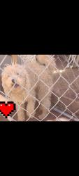 Lost Male Dog last seen Maya, Hadar & Candice, Parlier, CA 93648