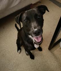 Lost Female Dog last seen Buffalo Bayou Park, 105 Sabine St, Houston, TX 77007, Houston, TX 77007