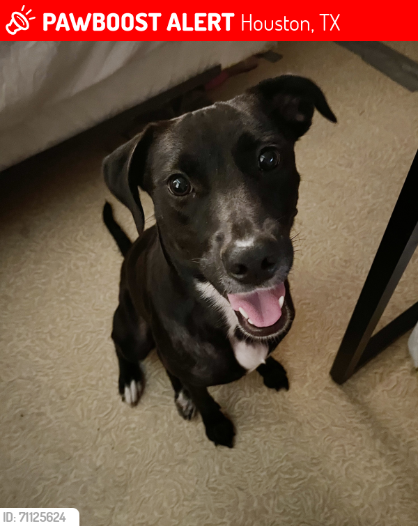 Lost Female Dog last seen Buffalo Bayou Park, 105 Sabine St, Houston, TX 77007, Houston, TX 77007
