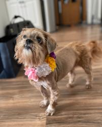 Lost Female Dog last seen Horseshoe Creek and Ross Road  - close to Shiloh schools, Gwinnett County, GA 30039