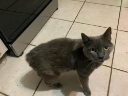 Lost Male Cat last seen Antioch road, dacusville,SC , Pickens County, SC 29640