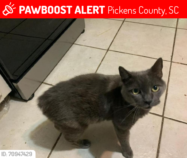 Lost Male Cat last seen Antioch road, dacusville,SC , Pickens County, SC 29640