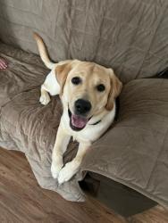 Lost Female Dog last seen Lineboro Road, Lineboro, MD 21102