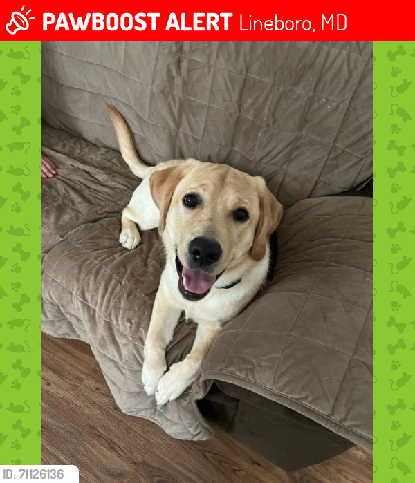 Lost Female Dog last seen Lineboro Road, Lineboro, MD 21102