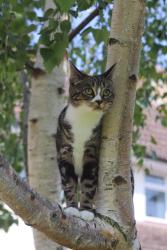 Lost Female Cat last seen showell park, Somerset, England TA2
