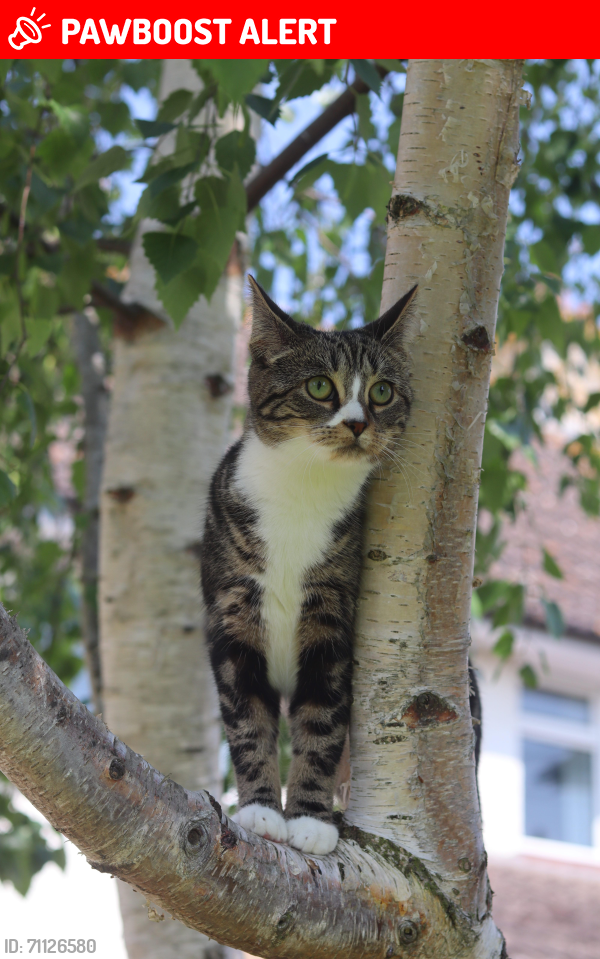 Lost Female Cat last seen showell park, Somerset, England TA2