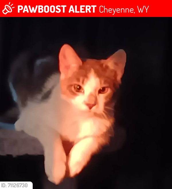 Lost Female Cat last seen Lccc and college, Cheyenne, WY 82007