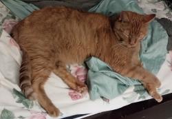 Lost Male Cat last seen Ridgeview Apts , Burnsville, MN 55337
