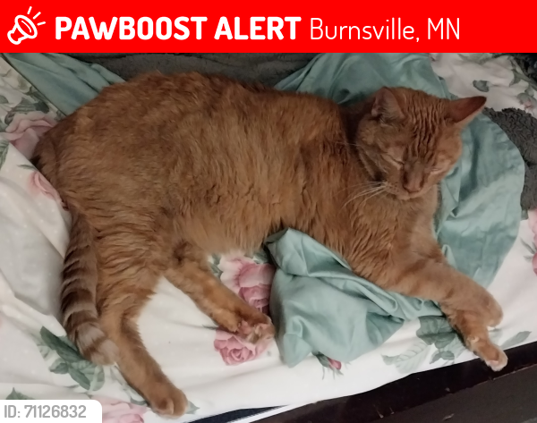Lost Male Cat last seen Ridgeview Apts , Burnsville, MN 55337