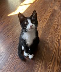 Lost Male Cat last seen Corner of Lime and Primrose, Monrovia, CA 91016