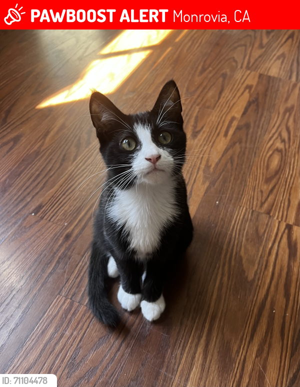 Lost Male Cat last seen Corner of Lime and Primrose, Monrovia, CA 91016