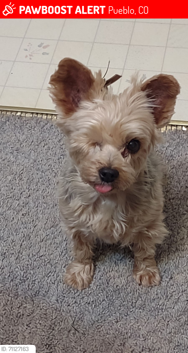 Lost Female Dog last seen Wills Blvd & South Dr, Pueblo, CO 81008
