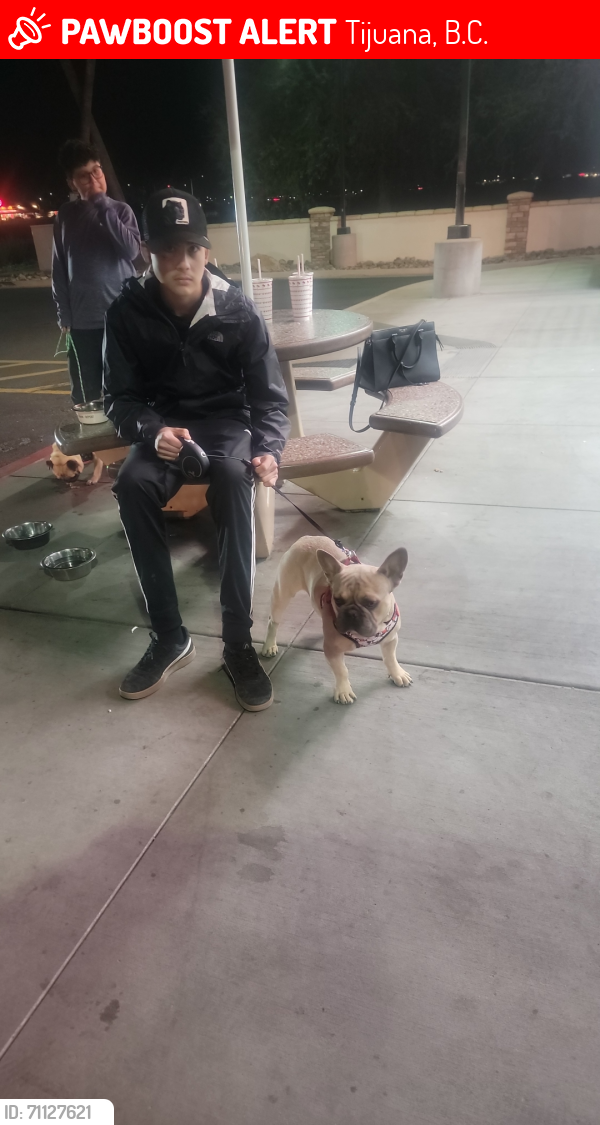 Lost Male Dog last seen Tijuana baja california, Tijuana, B.C. 92173