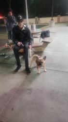 Lost Male Dog last seen Tijuana baja california, Tijuana, B.C. 92173