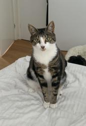 Reunited Female Cat last seen A’Beckett street Prahran, Prahran, VIC 3181
