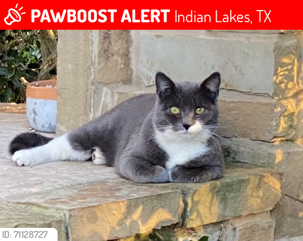 Lost Female Cat last seen Seneca Springs & Settlement Dr. , Indian Lakes, TX 77845
