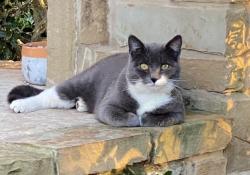 Lost Female Cat last seen Seneca Springs & Settlement Dr. , Indian Lakes, TX 77845