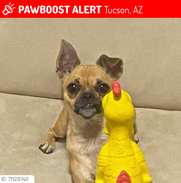 Lost Female Dog last seen 4th avenue, toole, and congress around 7:45-8pm, Tucson, AZ 85701