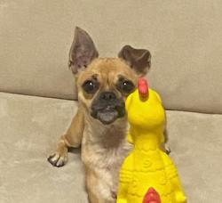 Lost Female Dog last seen 4th avenue, toole, and congress around 7:45-8pm, Tucson, AZ 85701