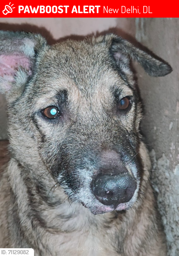 Lost Male Dog last seen K2 international gas agency, sarita vihar janta flt, pocket N, new delhi 110076, New Delhi, DL 110076