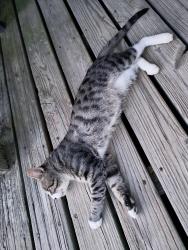 Lost Male Cat last seen Near 2nd st York Haven pa , York Haven, PA 17370