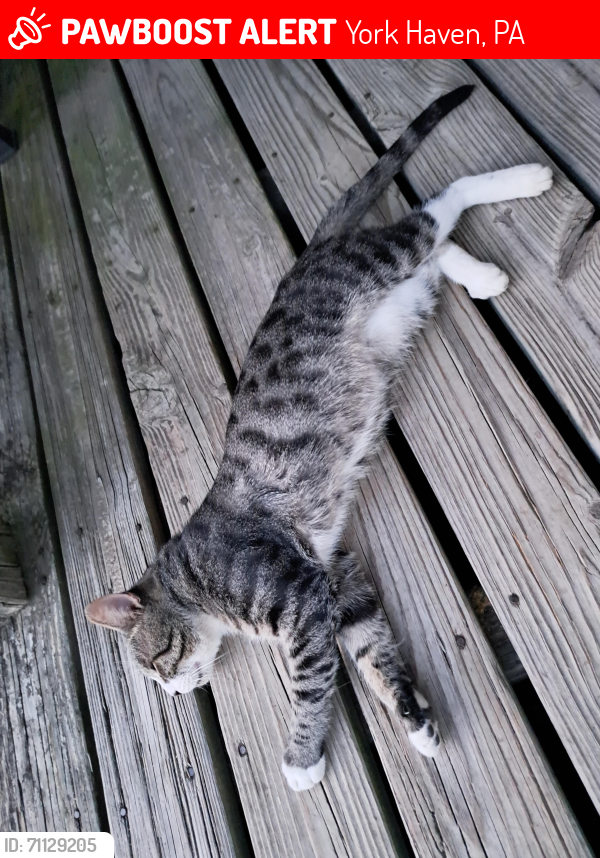 Lost Male Cat last seen Near 2nd st York Haven pa , York Haven, PA 17370