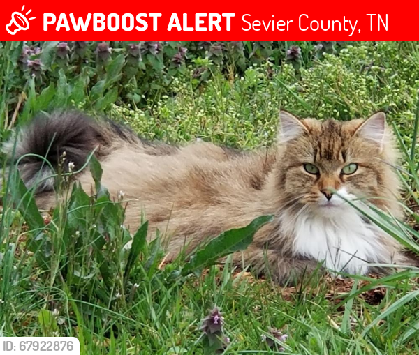 Lost Female Cat last seen Thorngrove Pike, Sevier County, TN 37871