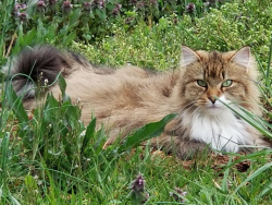 Lost Female Cat last seen Thorngrove Pike, Sevier County, TN 37871