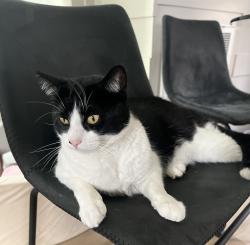 Reunited Male Cat last seen Near W Main St Durham NC 27705, Durham, NC 27705
