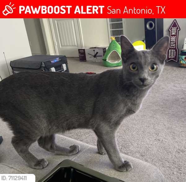 Lost Male Cat last seen Arcadia Ridge , San Antonio, TX 78245