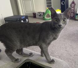 Lost Male Cat last seen Arcadia Ridge , San Antonio, TX 78245
