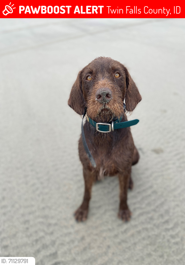 Lost Male Dog last seen Near N Buhl Idaho 83316, Twin Falls County, ID 83316