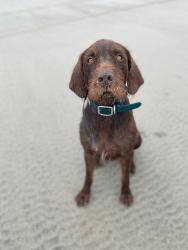 Lost Male Dog last seen Near N Buhl Idaho 83316, Twin Falls County, ID 83316