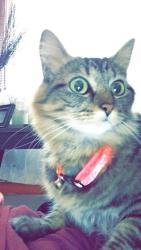 Lost Female Cat last seen Oak Ridge ests, Knoxville, TN 37931
