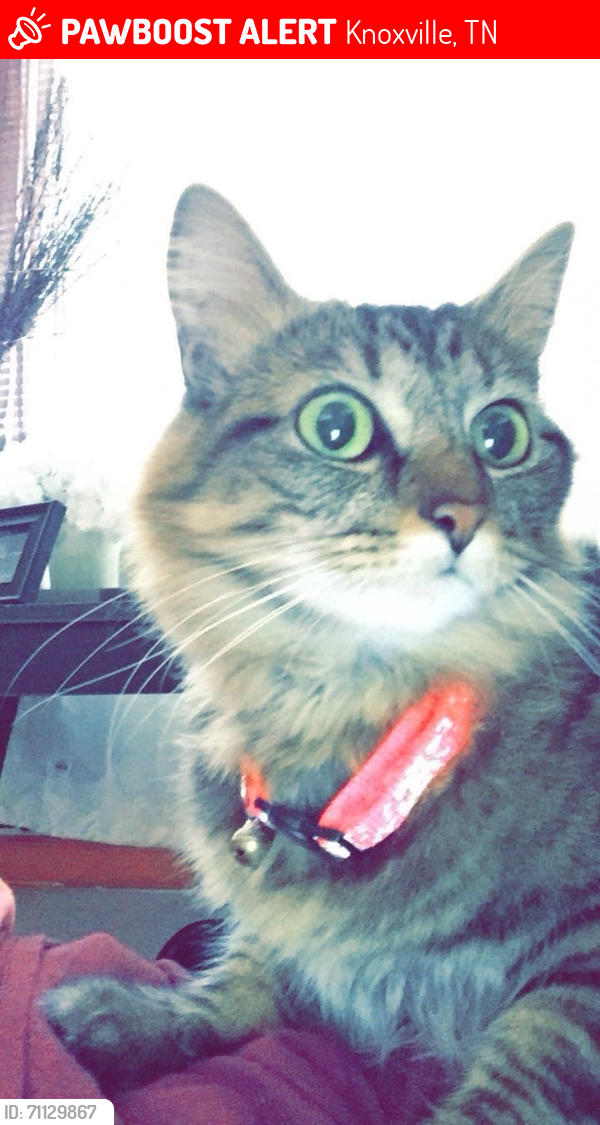 Lost Female Cat last seen Oak Ridge ests, Knoxville, TN 37931