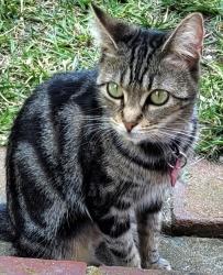 Lost Female Cat last seen West Torrance: Firmona & Cadison St , Torrance, CA 90503