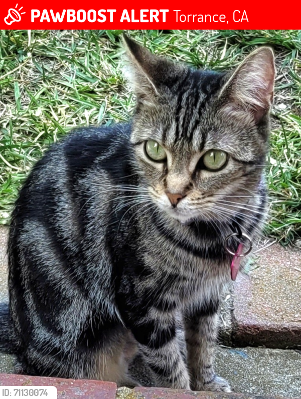 Lost Female Cat last seen West Torrance: Firmona & Cadison St , Torrance, CA 90503