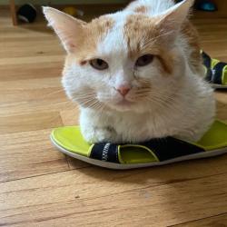 Lost Male Cat last seen KIMBALL AVE & IRVING PARK RD, Chicago, IL 60618