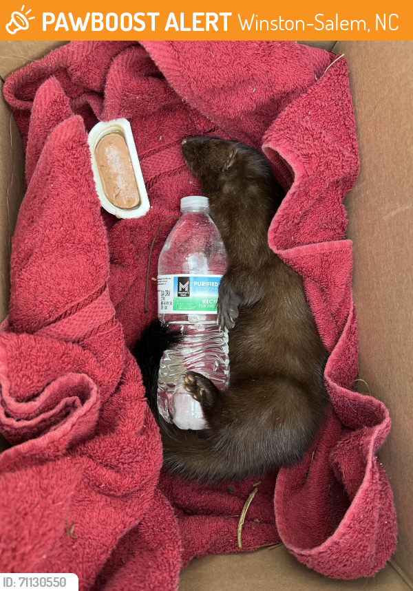 Winston-Salem, NC Stray Female Ferret Found Near Us Hwy 100/ Teague ...